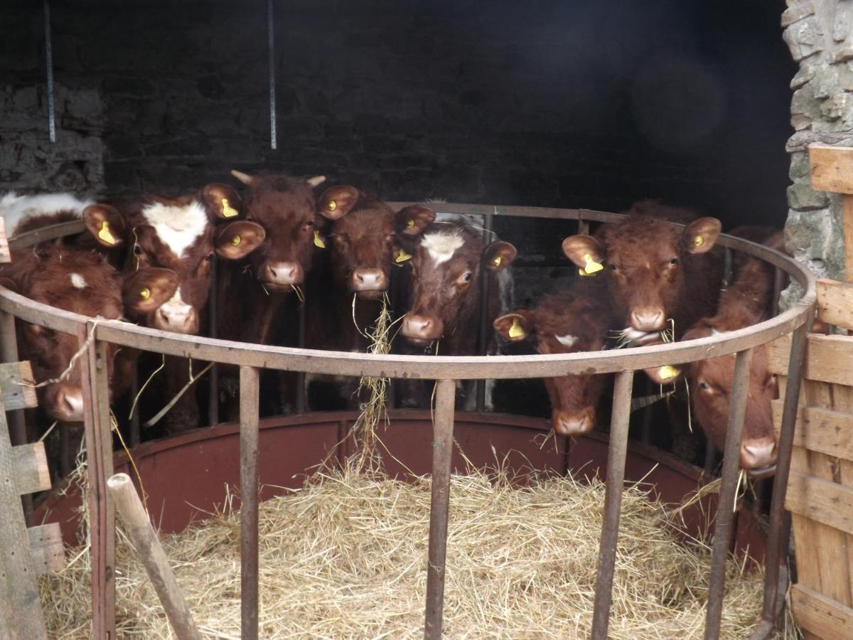 Hillis Close Farm Cottage Haltwhistle Ngoại thất bức ảnh